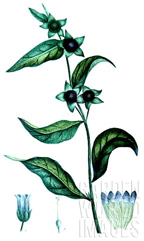 Botanical_drawing_of_Atropa_belladona_deadly_nightshade