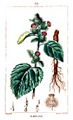 Botanical drawing of Arctium lappa (Greater burdock)