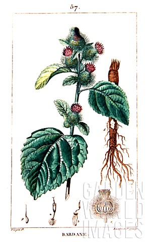 Botanical_drawing_of_Arctium_lappa_Greater_burdock