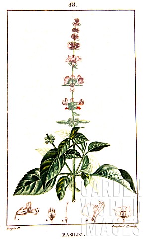 Botanical_drawing_of_Ocimum_basilicum_basil