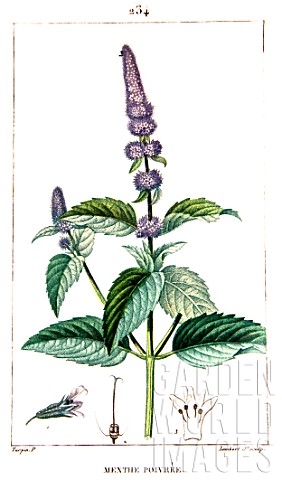 Botanical_drawing_of_Mentha_x_piperita_peppermint