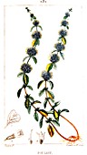 Botanical drawing of Mentha pulegium