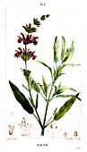 Botanical drawing of Salvia officinalis (sage)