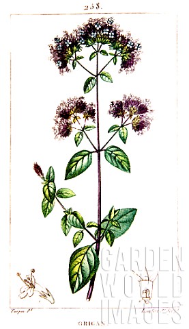 Botanical_drawing_of_Origanum_oregano