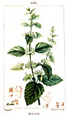 Botanical drawing of Melissa officinalis (common balm)