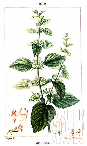 Botanical_drawing_of_Melissa_officinalis_common_balm