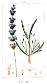 Botanical drawing of Lavandula angustifolia (lavender)
