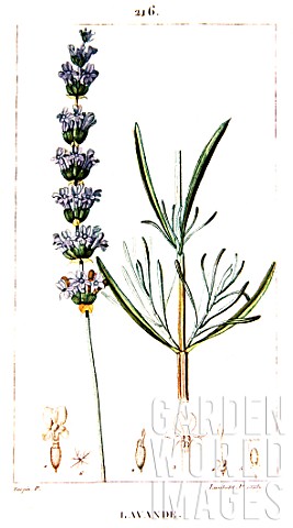 Botanical_drawing_of_Lavandula_angustifolia_lavender