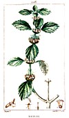 Botanical drawing of Marrubium vulgare (white horehound)