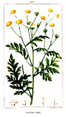 Botanical drawing of Matricaria chamomilla (German chamomile)
