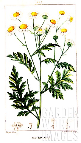 Botanical_drawing_of_Matricaria_chamomilla_German_chamomile