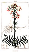 Botanical drawing of Valeriana (Valerian)
