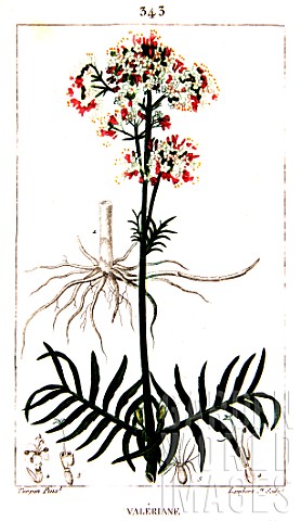 Botanical_drawing_of_Valeriana_Valerian