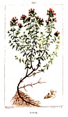 Botanical drawing of Thymus vulgaris (Thyme)