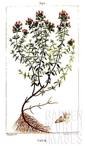 Botanical_drawing_of_Thymus_vulgaris_Thyme