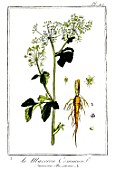Botanical drawing of Smyrnium olusatrum