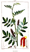 Botanical drawing of Glycyrrhiza (liquorice)
