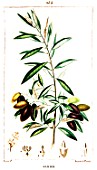 Botanical drawing of Olea europaea (olive tree branch)