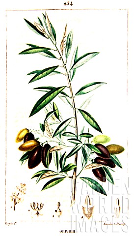 Botanical_drawing_of_Olea_europaea_olive_tree_branch