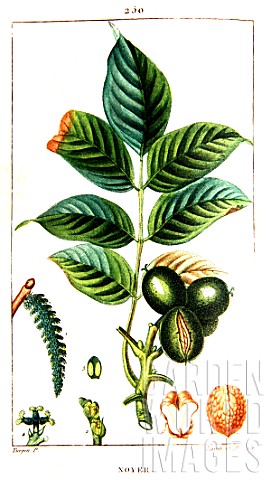 Botanical_drawing_of_Juglans_regia_walnut_tree_branch