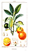 Botanical drawing of Citrus aurantium (sour orange tree branch)