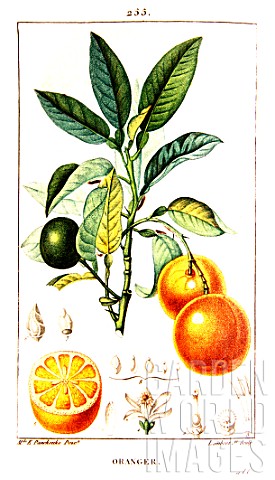 Botanical_drawing_of_Citrus_aurantium_sour_orange_tree_branch
