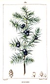 Botanical drawing of Juniperus communis (juniper)
