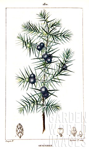 Botanical_drawing_of_Juniperus_communis_juniper