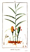 Botanical drawing of Zingiber officinale (ginger)