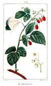 Botanical drawing of Rubus idaeus (raspberry)