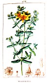 Botanical drawing of Hypericum perforatum (common St. Johns wort)