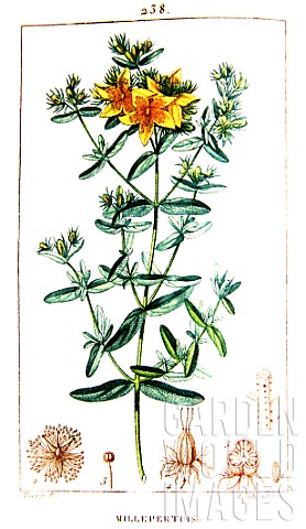 Botanical_drawing_of_Hypericum_perforatum_common_St_Johns_wort