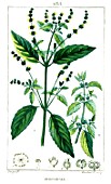 Botanical drawing of Mercurialis annua
