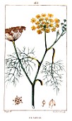 Botanical drawing of Foeniculum vulgare (sweet fennel)