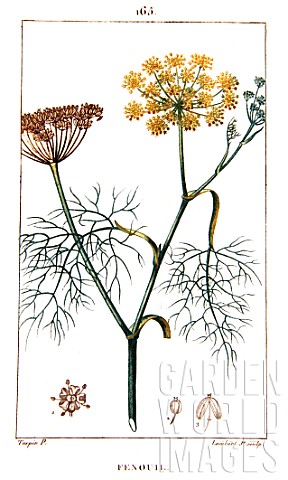 Botanical_drawing_of_Foeniculum_vulgare_sweet_fennel