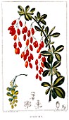 Botanical drawing of Berberis (barberry)