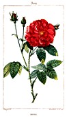 Botanical drawing of Rosa