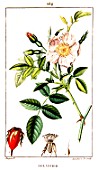 Botanical drawing of Rosa canina (dog rose)