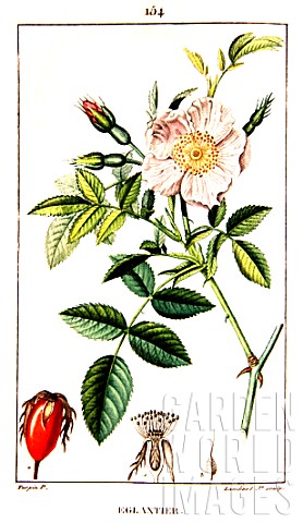 Botanical_drawing_of_Rosa_canina_dog_rose