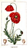 Botanical drawing of Papaver rhoeas (corn poppy)