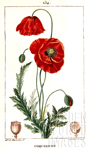 Botanical_drawing_of_Papaver_rhoeas_corn_poppy