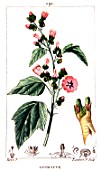 Botanical drawing of Malva officinalis (common marsh-mallow)