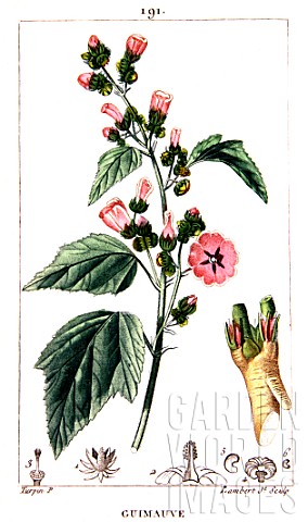 Botanical_drawing_of_Malva_officinalis_common_marshmallow