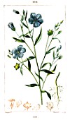 Botanical drawing of Linum usitatissimum (cultivated flax)