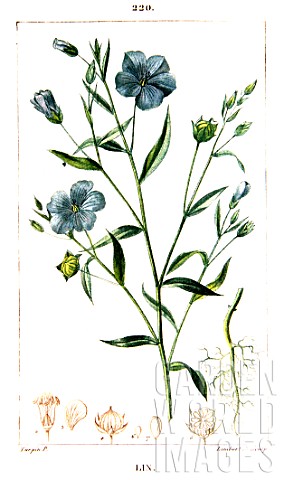 Botanical_drawing_of_Linum_usitatissimum_cultivated_flax