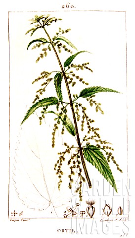 Botanical_drawing_of_Urtica_urens_small_nettle