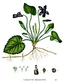 Botanical drawing of Viola
