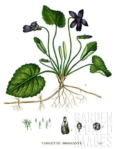 Botanical_drawing_of_Viola