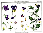 Botanical drawing of Viola