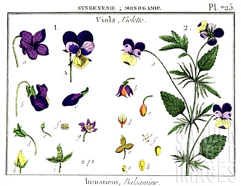 Botanical_drawing_of_Viola